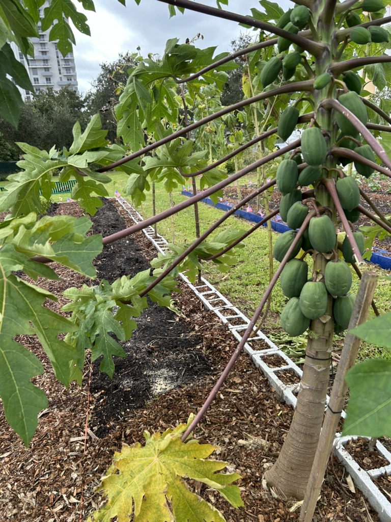 Papaya tree with green fruit growing in a community garden